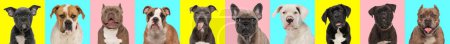 Foto de Fotos collage de diferentes tipos de raza de perro delante de fondo azul, rosa y amarillo - Imagen libre de derechos