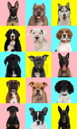 Téléchargez les photos : Collage de différents types de races de chiens devant fond coloré - en image libre de droit