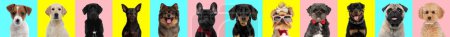 Téléchargez les photos : Collage horizontal de différents types adorables de chiens sur fond coloré - en image libre de droit