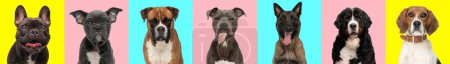 Foto de Collage fotográfico de adorables diferentes tipos de perros sobre fondo amarillo rosado y azul - Imagen libre de derechos