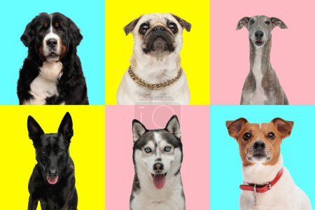 Téléchargez les photos : Collage mignon de photos avec différents types de races de chiens sur fond bleu, jaune et rose - en image libre de droit
