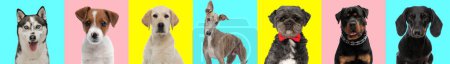Téléchargez les photos : Collage de différents types et tailles de races de chiens sur fond rose, jaune et bleu - en image libre de droit