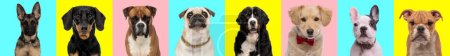 Foto de Collage de perros dulces delante de fondo amarillo, azul y rosa, concepto de diversidad - Imagen libre de derechos
