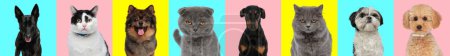 Téléchargez les photos : Collage horizontal de l'image avec différents types de chiens et chats devant fond bleu, rose et jaune - en image libre de droit