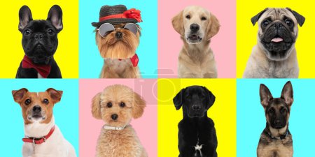 Photo for Collage of different types of dog breeds in front of blue, pink and yellow background - Royalty Free Image