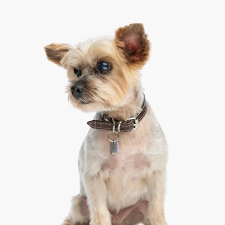 Foto de Dulce yorkie cachorro con cuello cuello mirando a un lado mientras está sentado delante de fondo blanco en estudio - Imagen libre de derechos