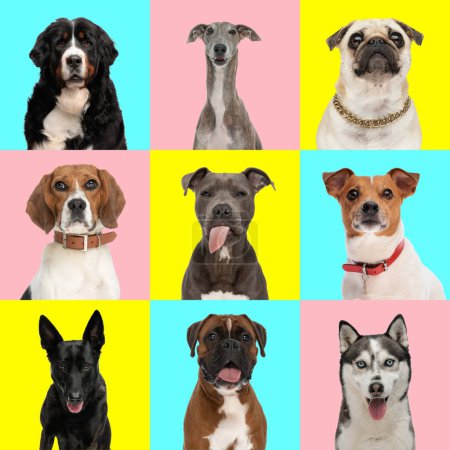 Foto de Collage de fotos de perros adorables delante de fondo azul, rosa y amarillo, algunos sobresaliendo de la lengua, otros con collares - Imagen libre de derechos
