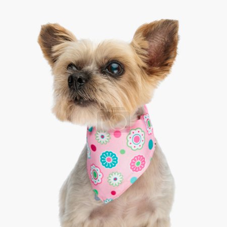 Téléchargez les photos : Petit chien terrier yorkshire avec bandana rose regardant de côté tout en étant assis devant fond blanc en studio - en image libre de droit