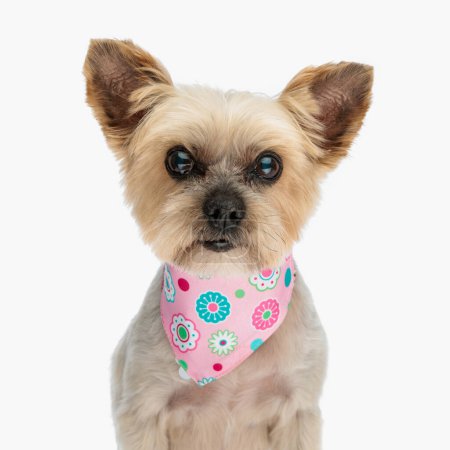 Photo for Cute little yorkie dog with pink bandana around neck looking forward and sitting in front of white background in studio - Royalty Free Image