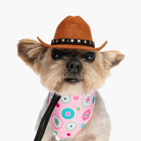 Foto de Divertido perro yorkie con sombrero de vaquero y bandana rosa alrededor del cuello mirando hacia adelante y sentado delante de fondo blanco en el estudio - Imagen libre de derechos