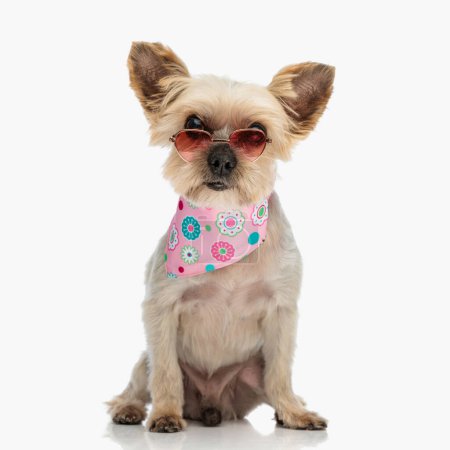 Téléchargez les photos : Joli petit chien yorkie avec des lunettes de soleil et bandana rose autour du cou assis et posant devant fond blanc en studio - en image libre de droit