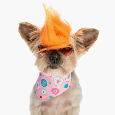 Téléchargez les photos : Portrait de cool yorkshire terrier chien portant perruque folle, lunettes de soleil et bandana rose gardant son esprit adolescent sur fond blanc - en image libre de droit