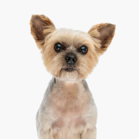 Photo for Portrait of beautiful yorkie dog looking forward and sitting in front of white background in studio - Royalty Free Image