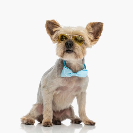 Téléchargez les photos : Mignon chien yorkie avec des lunettes de soleil et noeud papillon regardant loin et assis devant fond blanc en studio - en image libre de droit