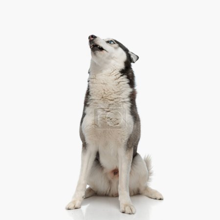 Photo for Lovely little husky dog looking up side and sitting in front of white background in studio - Royalty Free Image
