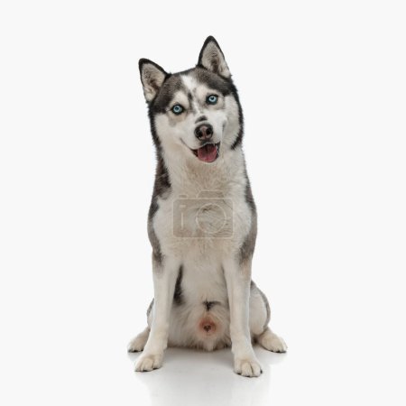 Photo for Happy husky dog sticking out tongue, panting and looking forward while sitting in front of white background in studio - Royalty Free Image