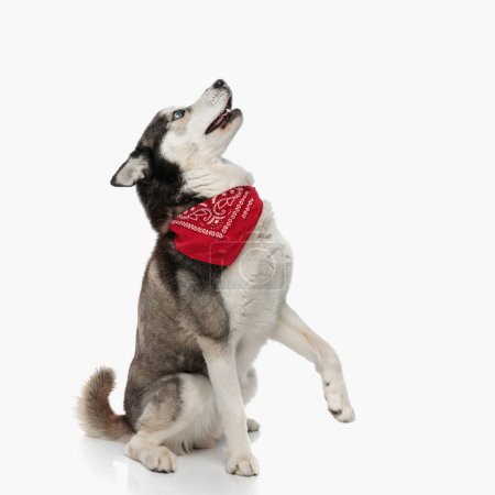 Photo for Side view of cute husky with red bandana looking up in a curious way while sitting in front of white background - Royalty Free Image