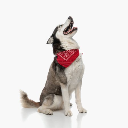 Téléchargez les photos : Vue latérale du chien husky excité avec bandana rouge levant les yeux et haletant tout en étant assis devant fond blanc en studio - en image libre de droit