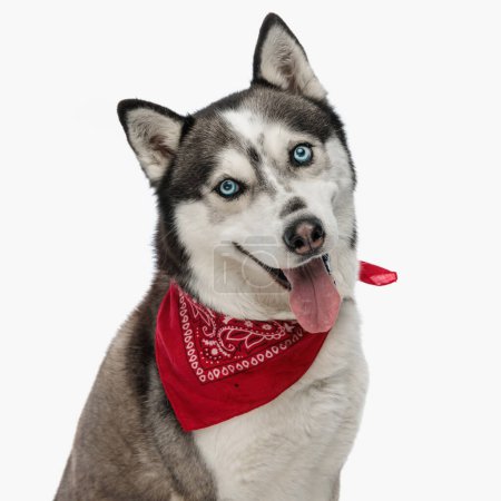Photo for Adorable husky wearing red bandana around neck and panting with tongue out while sitting on white background - Royalty Free Image