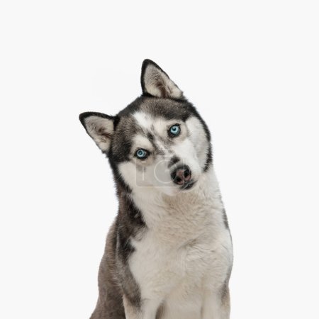 Photo for Portrait of cute husky tilting head and looking forward while sitting in front of white background in studio - Royalty Free Image