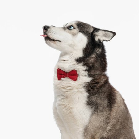 Foto de Vista lateral de elegante husky con pajarita roja alrededor del cuello mirando hacia arriba y sobresaliendo de la lengua mientras está sentado sobre fondo blanco - Imagen libre de derechos