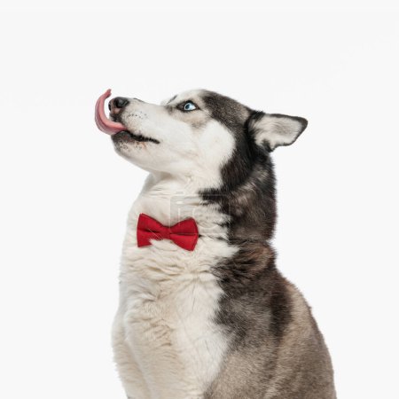 Photo for Elegant husky with red bowtie sticking out tongue, licking nose and looking up side while sitting in front of white background - Royalty Free Image