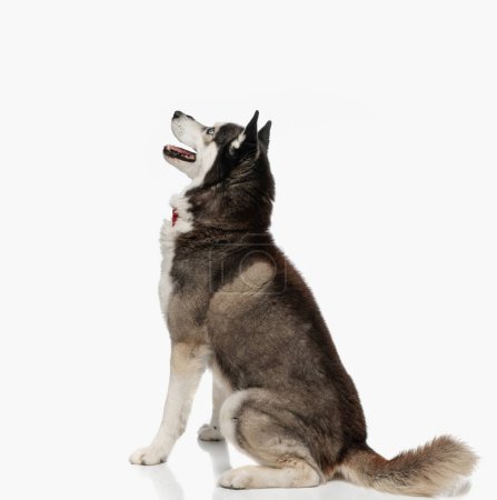 Photo for Cute husky with bowtie sitting, looking up and sticking out tongue in front of white background - Royalty Free Image