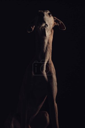 Photo for Curious hunting dog with thin legs looking up and sitting in front of black background in studio - Royalty Free Image