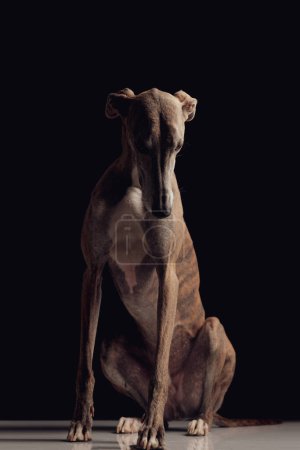 Photo for Adorable greyhound dog with skinny legs sitting and looking down in front of black background - Royalty Free Image
