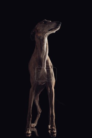 Photo for Eager greyhound dog with thin legs looking up side and standing in front of black background in studio - Royalty Free Image