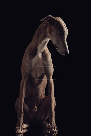 Téléchargez les photos : Adorable chien de chasse Greyhound avec des jambes minces regardant vers le bas et assis en face de fond noir en studio - en image libre de droit