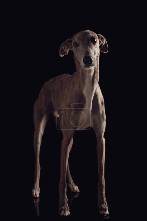 Foto de Perro galgo inglés delgado con piernas delgadas mirando hacia otro lado y de pie frente al fondo negro - Imagen libre de derechos