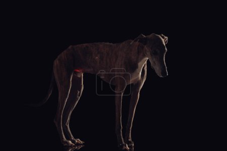 Photo for Side view of adorable hunting dog with thin legs looking down side and standing in front of black background in studio - Royalty Free Image