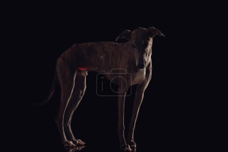 Téléchargez les photos : Vue latérale du chien de chasse anglais avec des jambes maigres pour courir en regardant vers le bas devant fond noir en studio - en image libre de droit