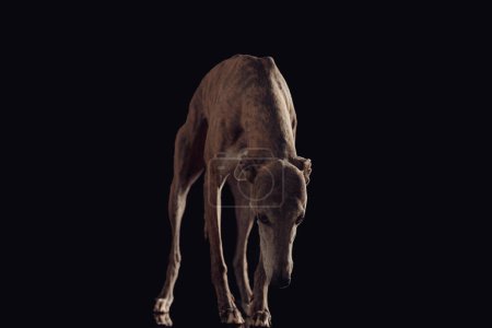 Téléchargez les photos : Curieux chien de chasse maigre avec des jambes minces regardant vers le bas et debout devant fond noir en studio - en image libre de droit