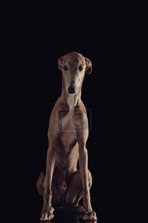Photo for Cute english hound dog with skinny legs looking down and sitting in front of black background in studio - Royalty Free Image