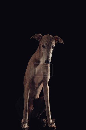Photo for Adorable english hound dog sitting and looking down in front of black background - Royalty Free Image