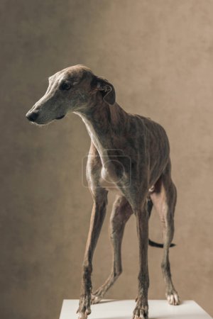 Photo for Adorable greyhound dog with skinny legs looking to side and standing in front of beige background in studio - Royalty Free Image
