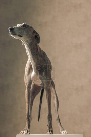 Photo for Eager english hound dog with skinny legs looking up side and standing in front of beige background in studio - Royalty Free Image