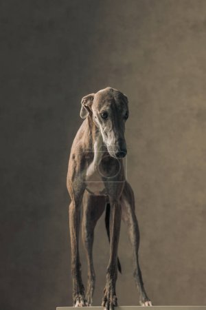 Photo for Lovely greyhound dog with thin legs looking away and standing in front of beige background - Royalty Free Image