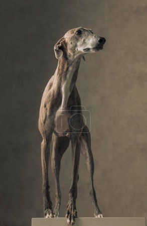 Foto de Curioso perro galgo inglés de pie y mirando a un lado delante de fondo beige en el estudio - Imagen libre de derechos