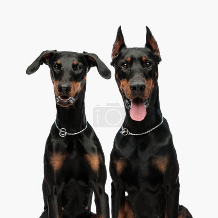 Photo for Sweet couple of two dobermann puppies panting while looking forward and sitting in front of light grey background - Royalty Free Image
