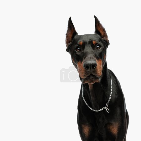 Foto de Retrato de perro dulce dobermann con collar plateado mirando hacia adelante y sentado frente al fondo gris claro en el estudio - Imagen libre de derechos