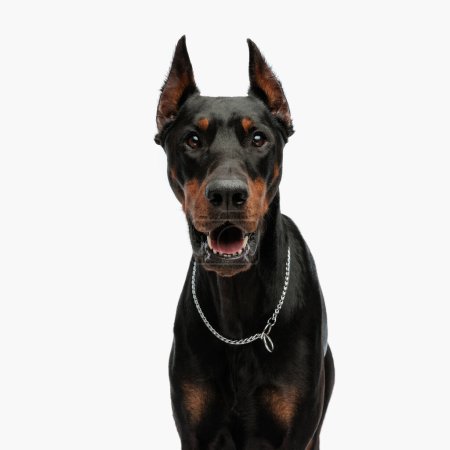 Foto de Retrato de lindo cachorro dobermann con cuello plateado mirando hacia adelante y jadeando delante de fondo gris claro - Imagen libre de derechos