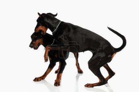 Téléchargez les photos : Heureux chien dobermann mordre ses oreilles de frère et avoir du plaisir tout en jouant devant fond gris clair en studio - en image libre de droit