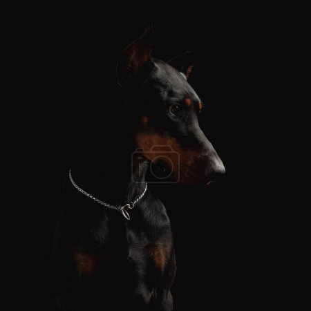 Téléchargez les photos : Portrait d'adorable chien dobermann avec collier argenté regardant vers le côté et étant curieux devant fond noir - en image libre de droit