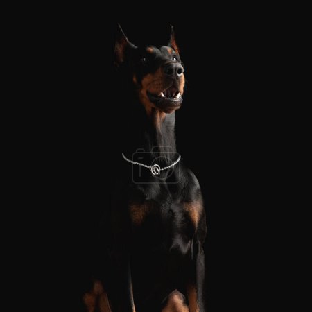 Téléchargez les photos : Adorable chien dobermann avec collier argenté regardant vers le haut et ouvrant la bouche tout en étant assis devant un fond noir - en image libre de droit