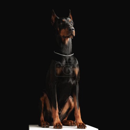 Photo for Adorable dobermann dog with silver collar sitting and looking away in front of black background - Royalty Free Image