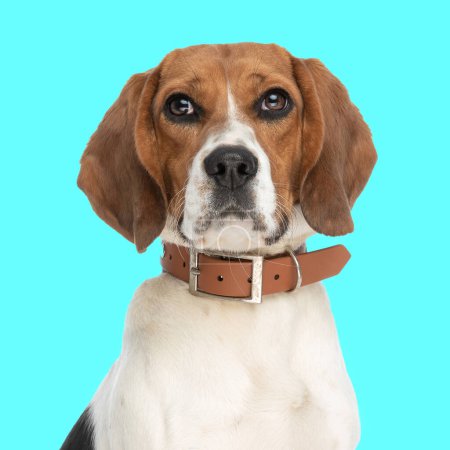 Photo for Beautiful beagle puppy wearing collar and looking up in a curious way in front of blue background in studio - Royalty Free Image