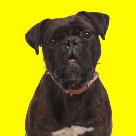 Foto de Adorable boxeador cachorro con cuello, mirando hacia adelante con la boca abierta delante de fondo amarillo en el estudio - Imagen libre de derechos